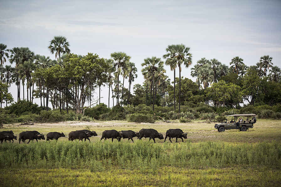 Mombo Camp: Büffelherde während Game Drive