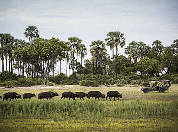 Mombo Camp: Büffelherde während Game Drive