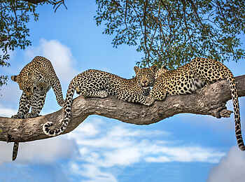 Motswari Game Lodge: Drei Leoparden