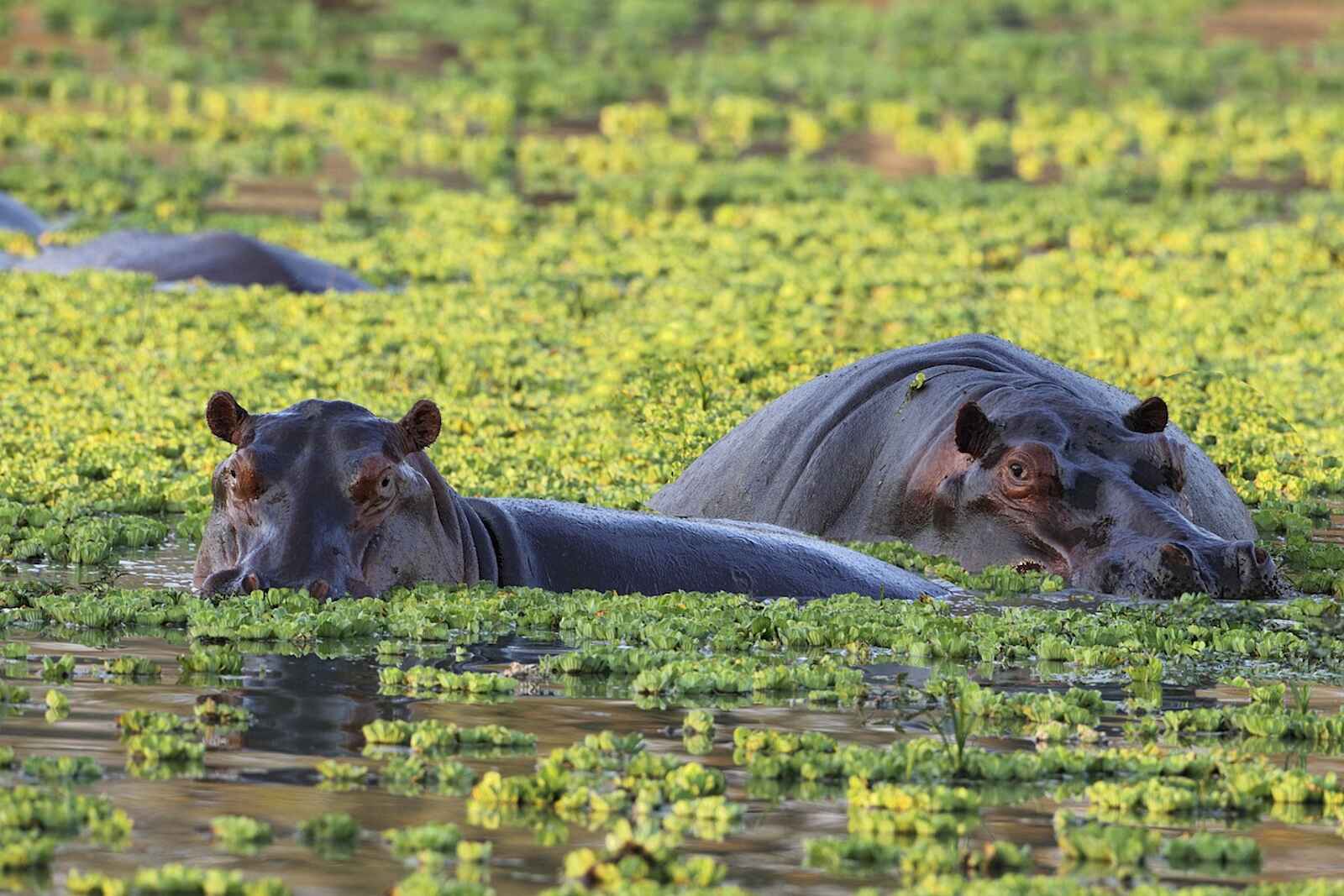 Mukambi Busanga Plains Camp: Zwei Nilpferde Mukambi Busanga Plains Camp: Zwei Nilpferde