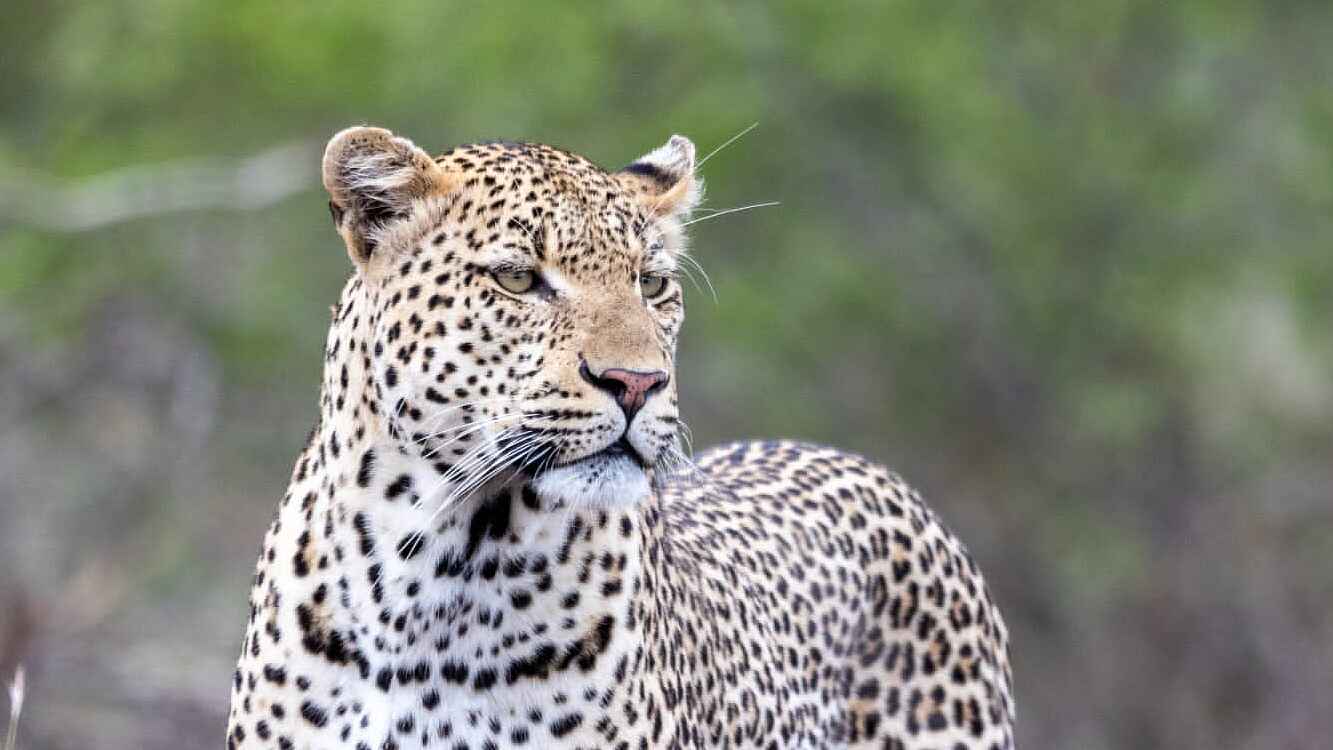 Simbavati Waterside Lodge: Ein Leopard