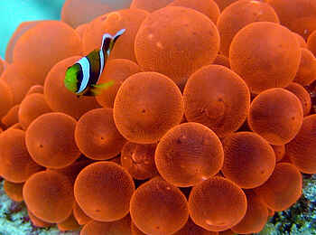 The Manta Resort: Korallen The Manta Resort: Korallen