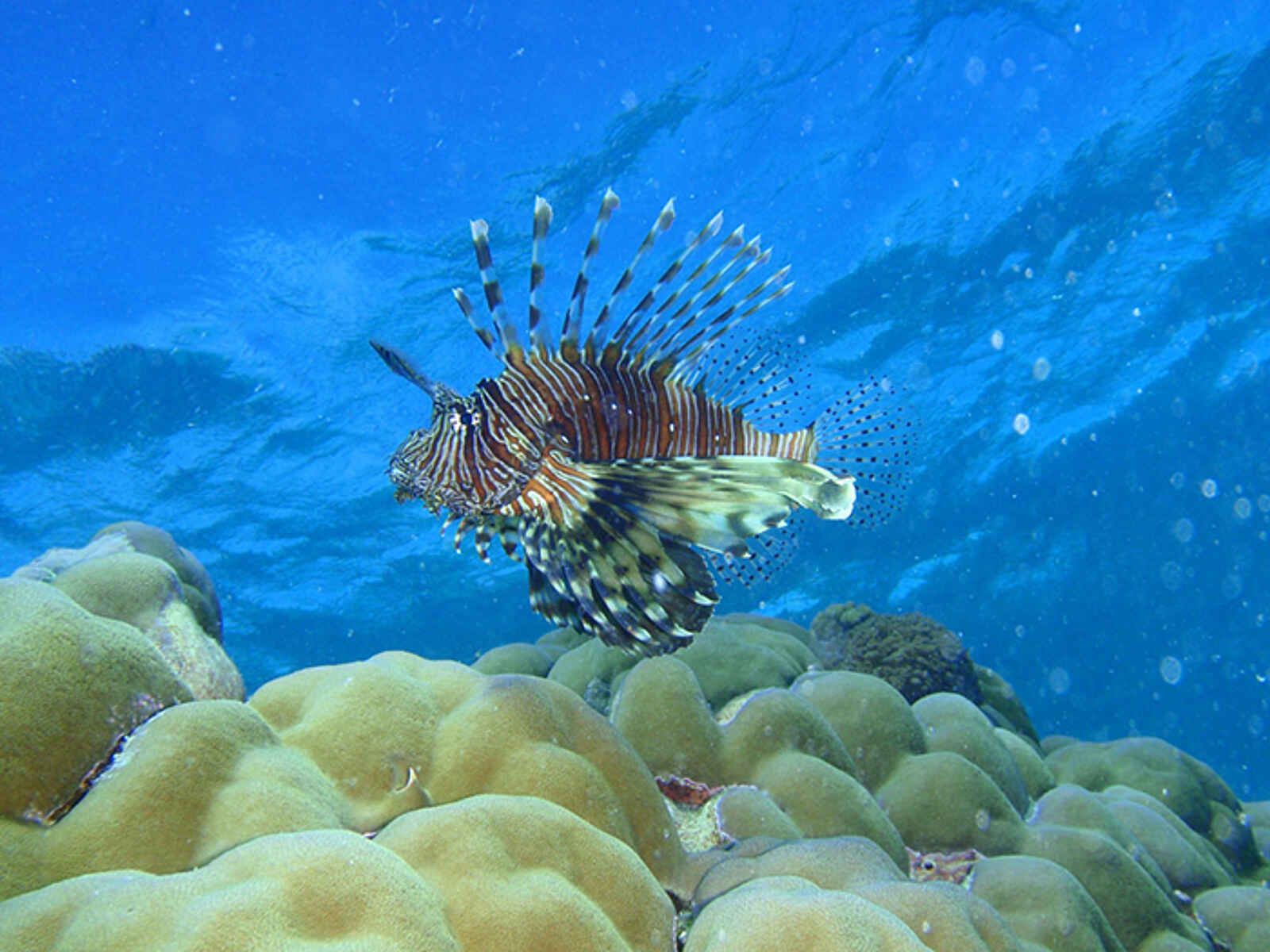 The Manta Resort: Rotfeuerfisch The Manta Resort: Rotfeuerfisch