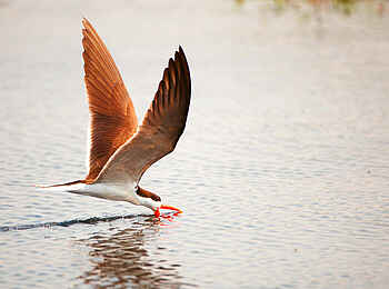 Victoria Falls River Lodge: African Skimmer