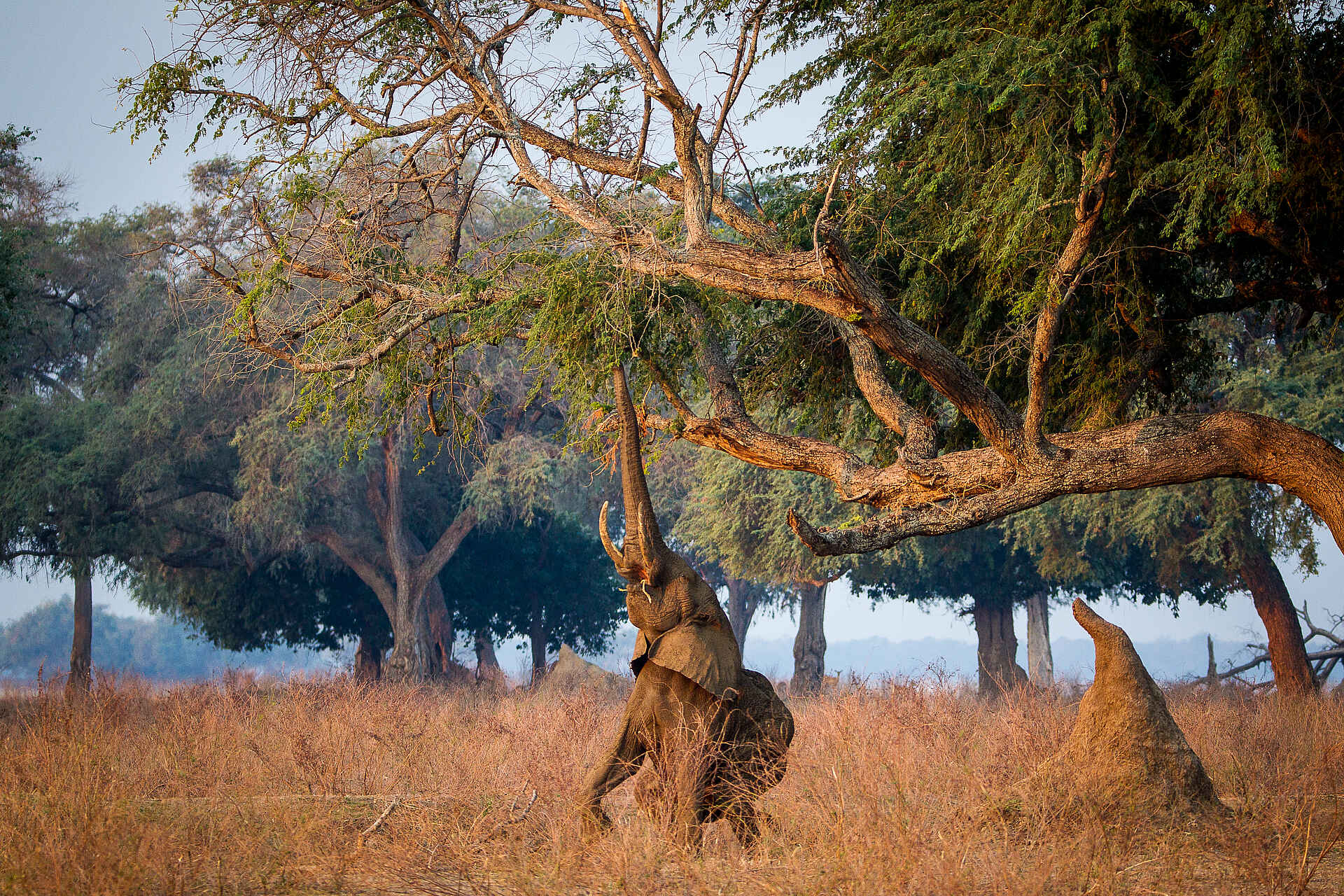 Chikwenya Camp, Lower Zambezi, Mana Pools National Park, Sapi River, Sapi Safari Area, Wilderness Safaris, Aktivitäten, Game Drives, Tiere, Wildbeobachtung, Elefanten, Loxodonta Africana, Afrikarma, Afrikarma Safaris, Afrikarma Safaris. Wildnis. Hautnah., Afrikarma.de