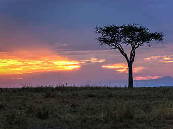 Entim Masai Mara: Kleine Akazie