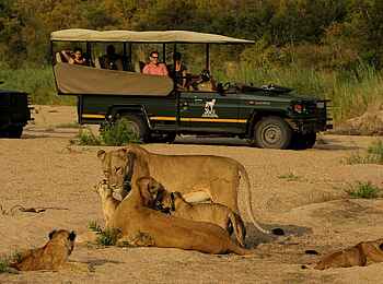 Fitzpatrick’s at Jock: Löwinnen mit Jungen