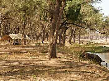 Kutali Flycamp: Hauptzelt im Galeriewald Kutali Flycamp: Hauptzelt im Galeriewald