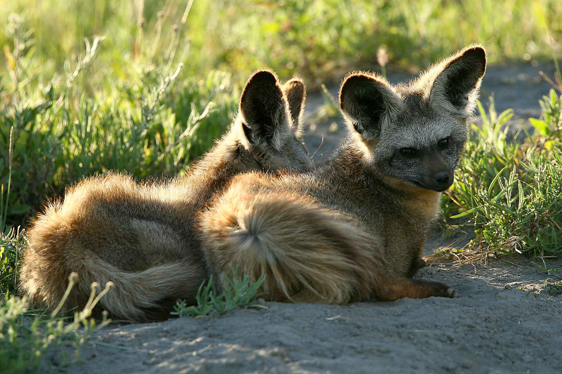 Friedkin Conservation Fund, Legendary Mila Tented Camp, Mwiba Wildlife Reserve, Löffelhunde, Aktivitäten, Game Drive, Pirschfahrt, Afrikarma, Afrikarma Safaris, Afrikarma Safaris - Wildnis. Hautnah., Afrikarma.de