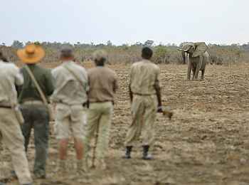 Lion Camp: Ein Elefant