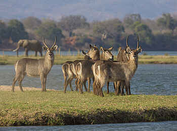Matetsi Victoria Falls: Eine Gruppe von Wasserböcken auf einer Insel im Zambezi River Matetsi Victoria Falls: Eine Gruppe von Wasserböcken auf einer Insel im Zambezi River