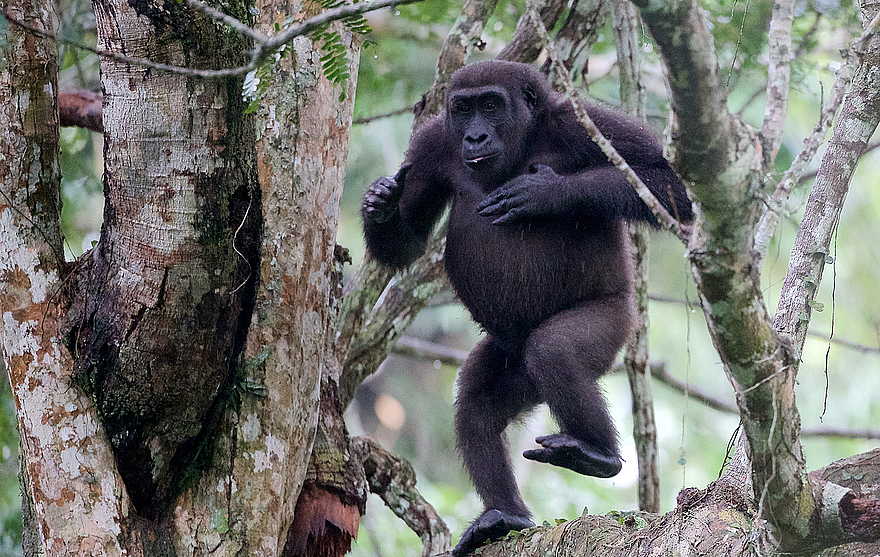 Ngaga Camp: Affentanz Ngaga Camp: Affentanz