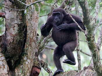 Ngaga Camp: Affentanz