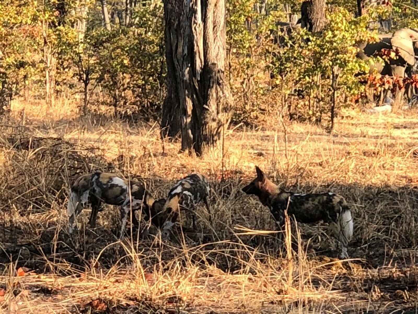 North Luangwa River Lodge and Camp: Wildhundrudel North Luangwa River Lodge and Camp: Wildhundrudel