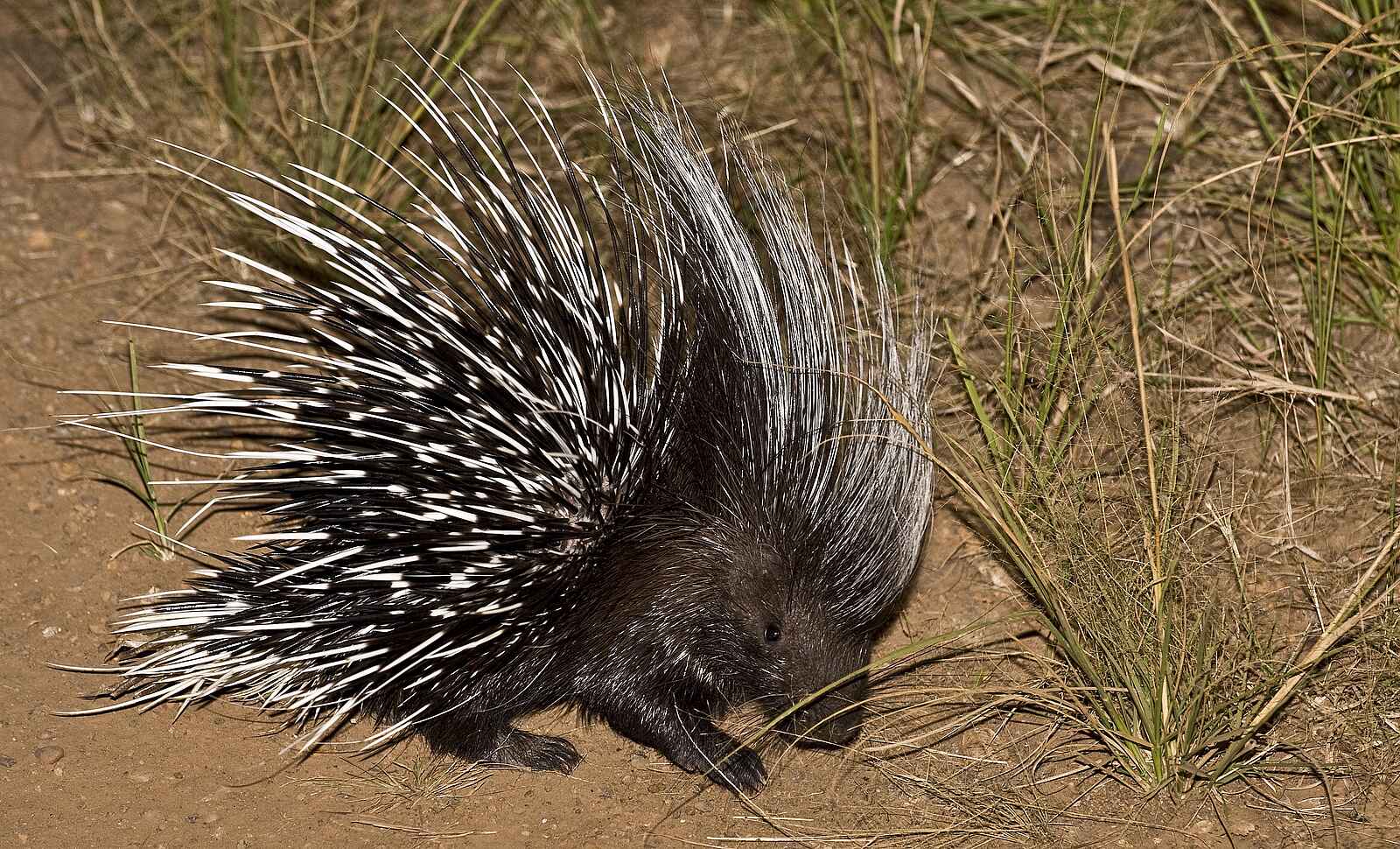 Ntemwa Busanga Bushcamp: Stachelschwein bei Nacht Ntemwa Busanga Bushcamp: Stachelschwein bei Nacht