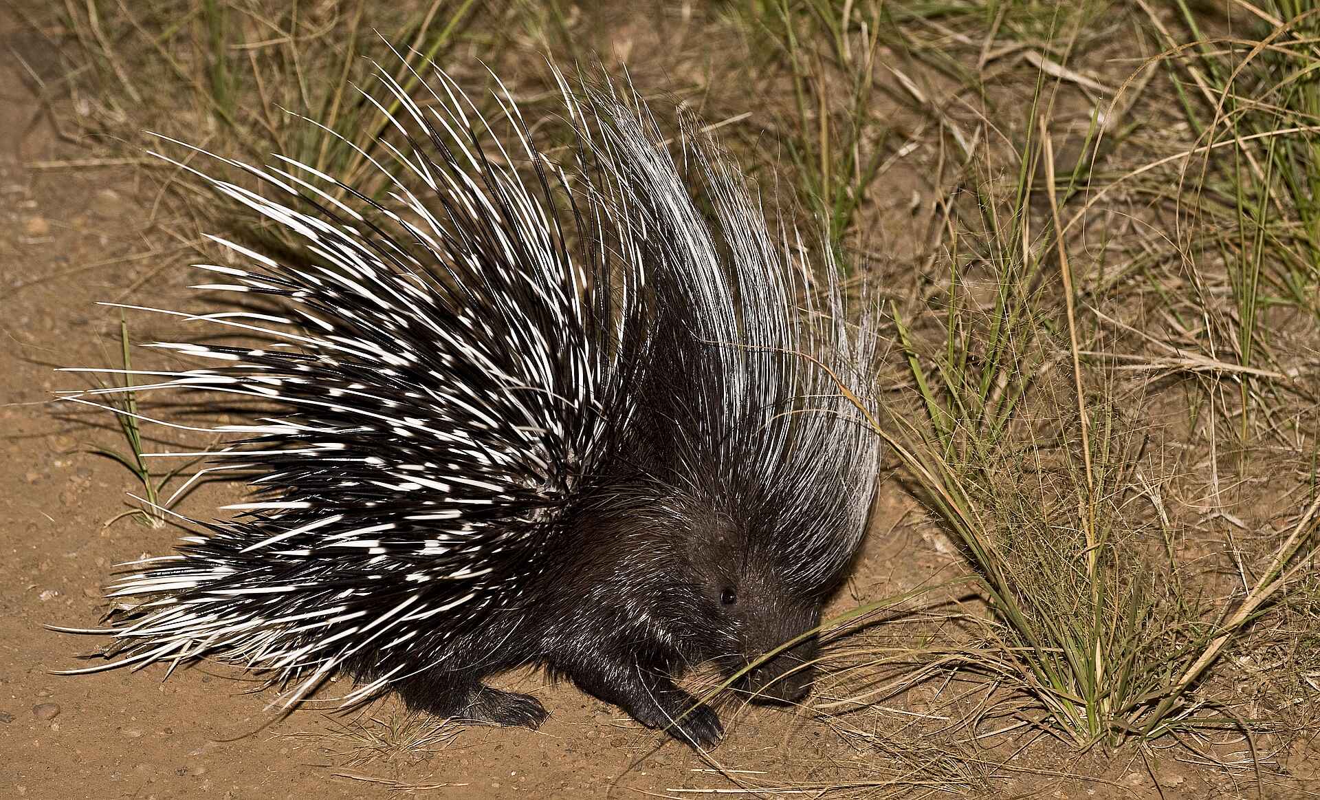 Busanga, Busanga Plains, Bushcamp, J&M Safaris, Jeffrey & McKeith Safaris, Kafue National Park, Ntemwa Busanga Bushcamp, Game Drive, Tier, Stachelschwein, Afrikarma, Afrikarma Safaris, Afrikarma Safaris. Wildnis. Hautnah., Afrikarma.de