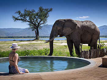 Nyamatusi Camp: Elefant und Gast beim Pool Nyamatusi Camp: Elefant und Gast beim Pool