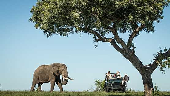 Savanna Lodge: Interessierter Elefant Savanna Lodge: Interessierter Elefant