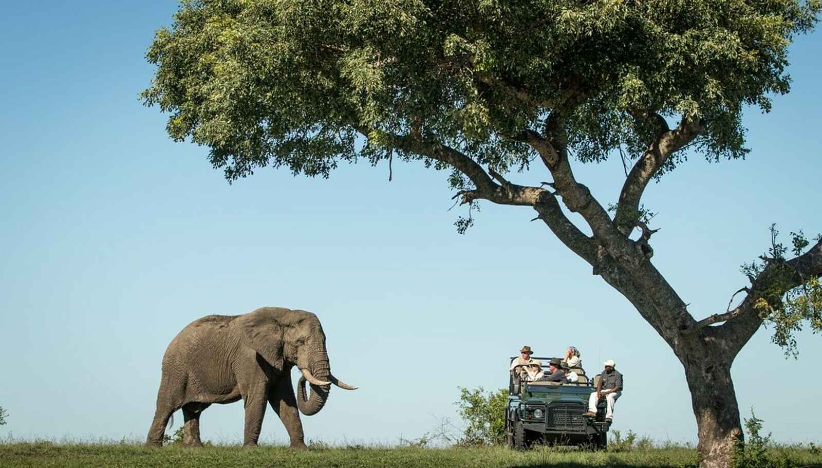 Savanna Lodge: Interessierter Elefant Savanna Lodge: Interessierter Elefant
