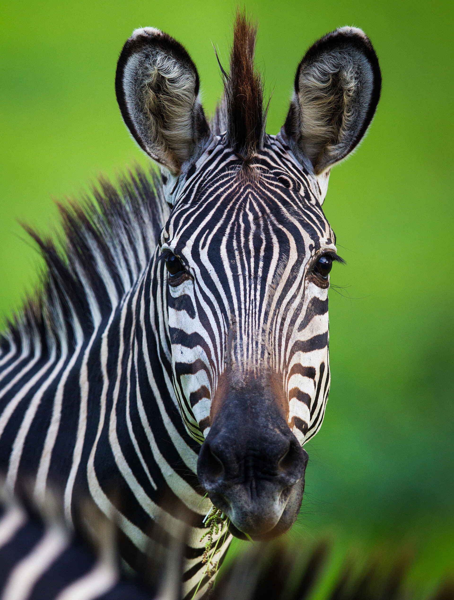 Time + Tide Nsolo: Zebra von vorne