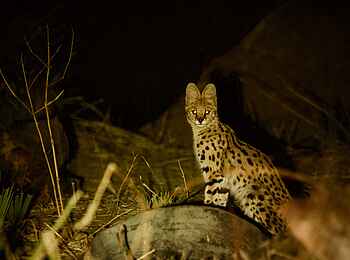 Tusk and Mane Safaris: Serval Tusk and Mane Safaris: Serval