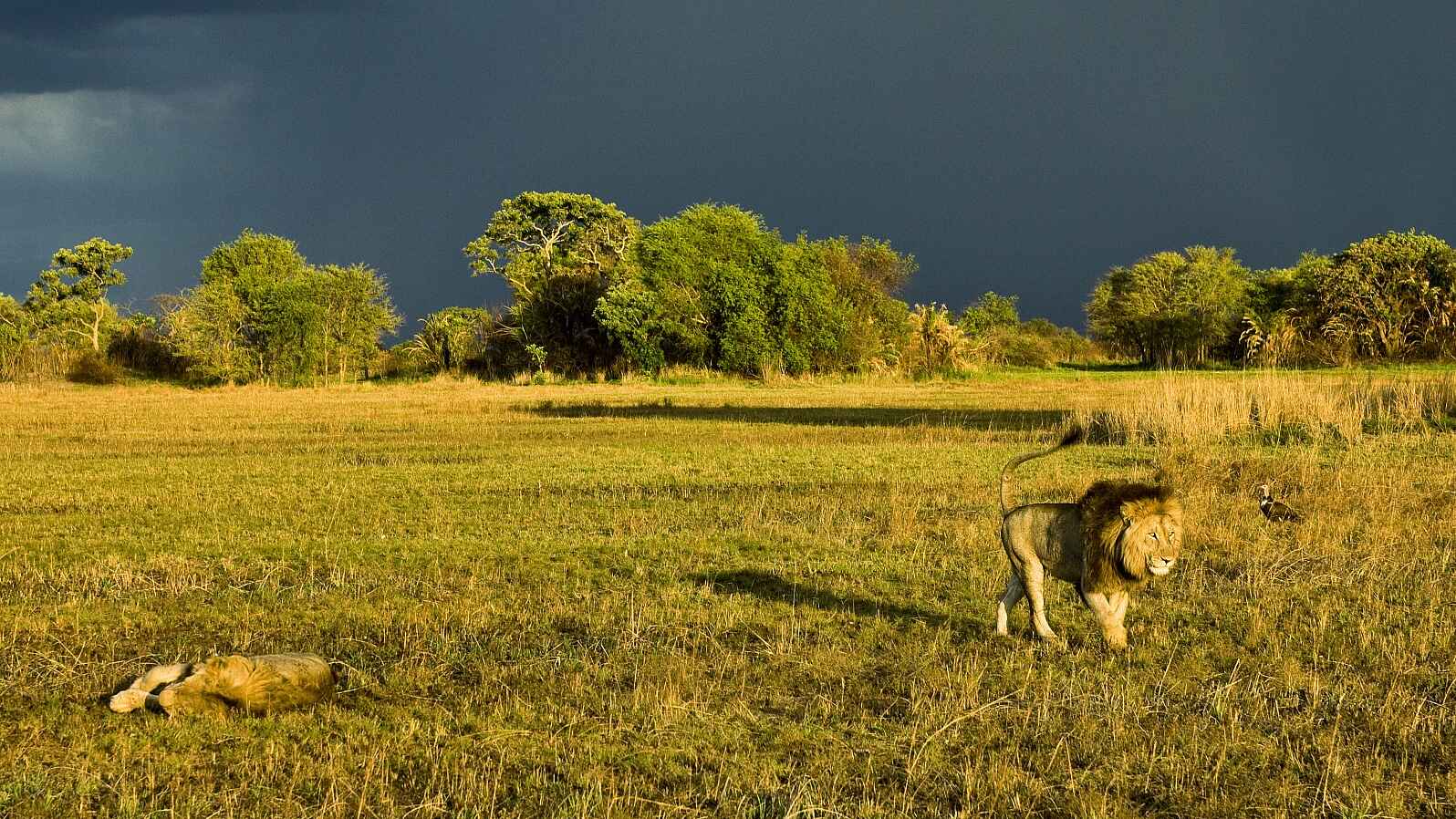 Busanga Bush Camp: Löwen und aufziehendes Gewitter Busanga Bush Camp: Löwen und aufziehendes Gewitter