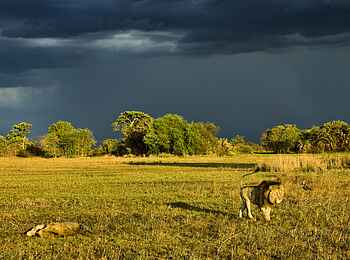 Busanga Bush Camp: Löwen und aufziehendes Gewitter Busanga Bush Camp: Löwen und aufziehendes Gewitter