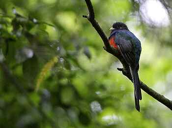 Chelinda Lodge: Bergtrogon
