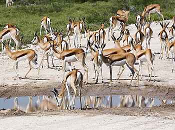 Etosha: Wasserstelle