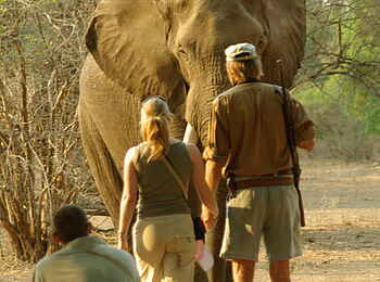 Goliath Tented Camp: Elefantenbegegnung auf Walking Safari