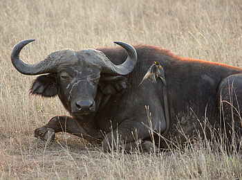 Kasenyi Safari Camp: Ruhender Büffel