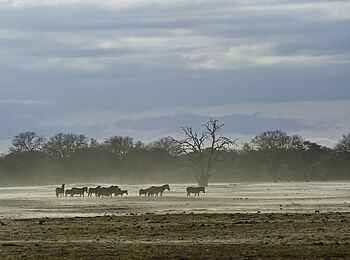 Little Makalolo Camp: Windgefegte Pfanne Little Makalolo Camp: Windgefegte Pfanne