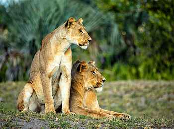 Little Sable Camp: Zwei Löwen Little Sable Camp: Zwei Löwen