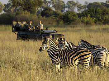 Little Tubu: Zebras Little Tubu: Zebras
