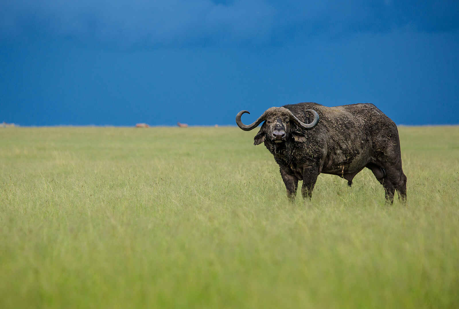 Mara Toto Tree Camp: Büffel Mara Toto Tree Camp: Büffel