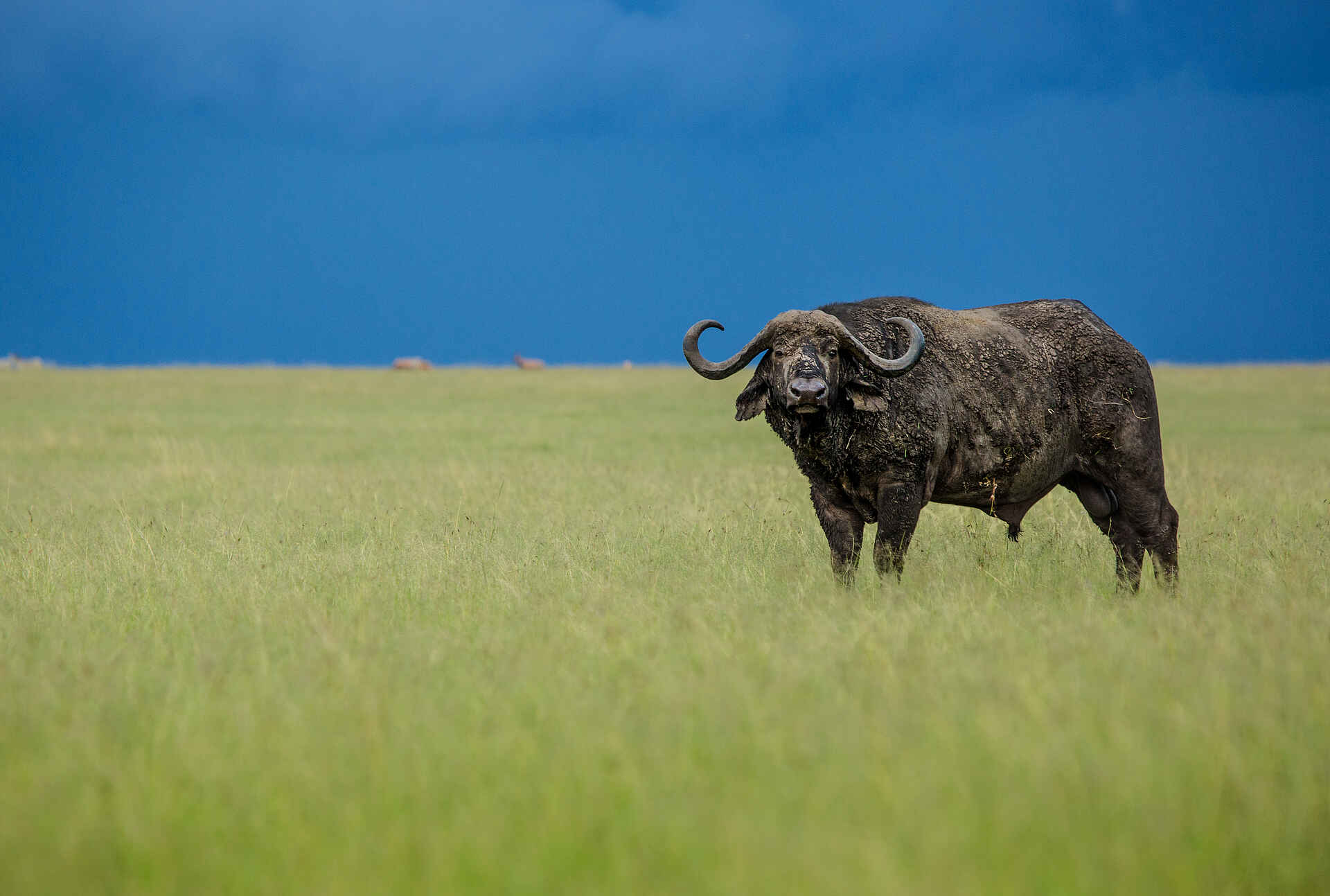 Mara Toto Tree Camp: Büffel