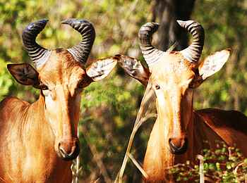 Miyala Camp: Aufmerksame Antilopen Miyala Camp: Aufmerksame Antilopen