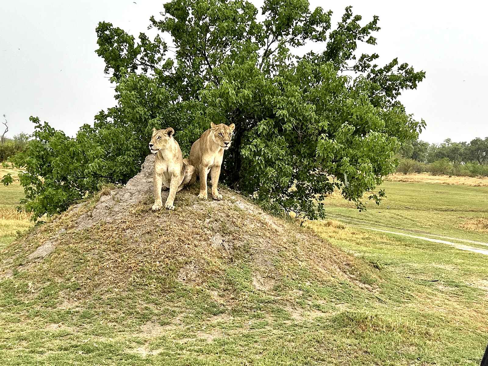 MmaTsebe Tented Camp: Zwei Löwinnen auf einem Hügel MmaTsebe Tented Camp: Zwei Löwinnen auf einem Hügel