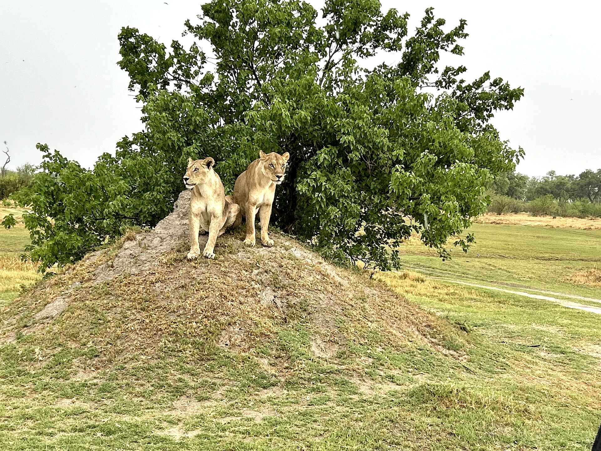 MmaTsebe Tented Camp: Zwei Löwinnen auf einem Hügel