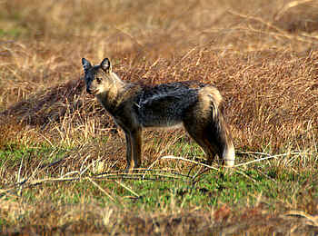Mukambi Fig Tree Bush Camp: Ein Schakal