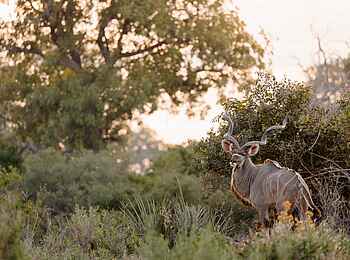 Nkasa Linyanti Camp: Kudu