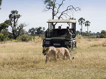 Nxabega Okavango Tented Camp: Löwin Nahaufnahme