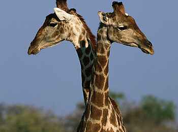 Okonjima Plains Camp: 2 Giraffen in Okonjima Okonjima Plains Camp: 2 Giraffen in Okonjima