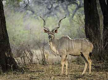 Robin Pope Safaris: Kudu-Bock