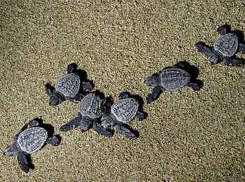 Rocktail Beach Camp: Geschlüpfte, unechte Karettschildkröten auf dem Weg zum Meer