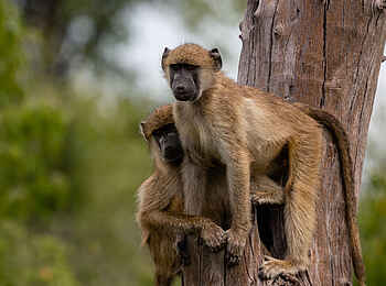 Sable Alley Camp: Paviane im Baum Sable Alley Camp: Paviane im Baum