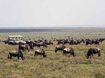 Sanctuary Serengeti Migration Camp: Game Drive zwischen Gnus Sanctuary Serengeti Migration Camp: Game Drive zwischen Gnus