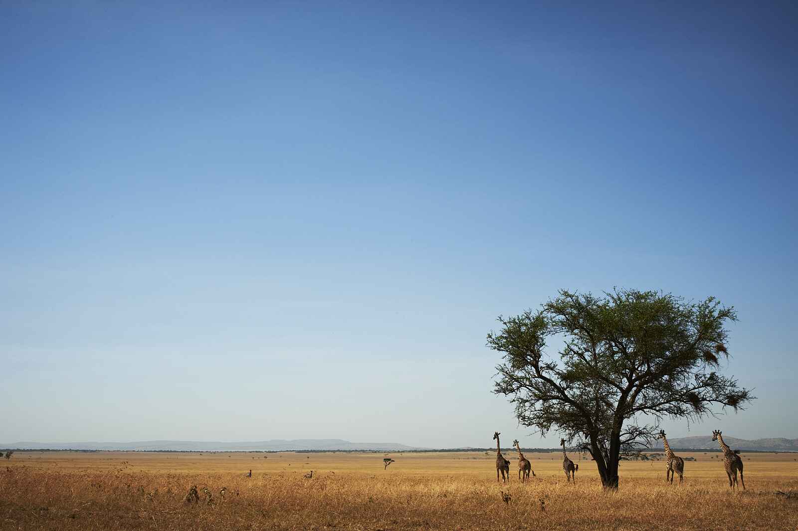 Singita Faru Faru Lodge: Giraffen der Serengeti Singita Faru Faru Lodge: Giraffen der Serengeti