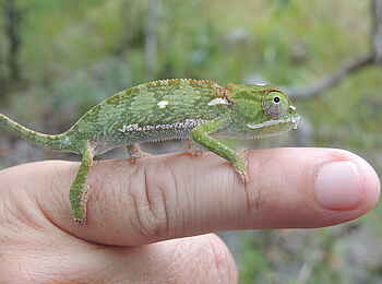 Wasa Lodge: Chamäleon