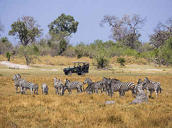 Zarafa Dhow Suite: Zebras
